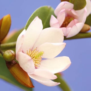 Magnolia Fairy Blush