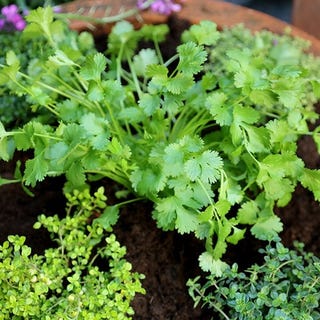 Coriander