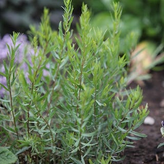 French tarragon