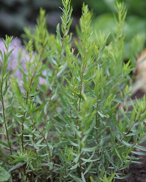 French tarragon, from £5.99