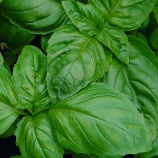 Sweet basil