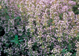 Thyme 