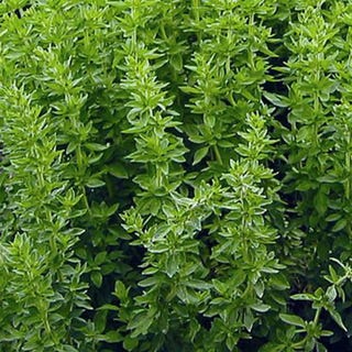 Oregano