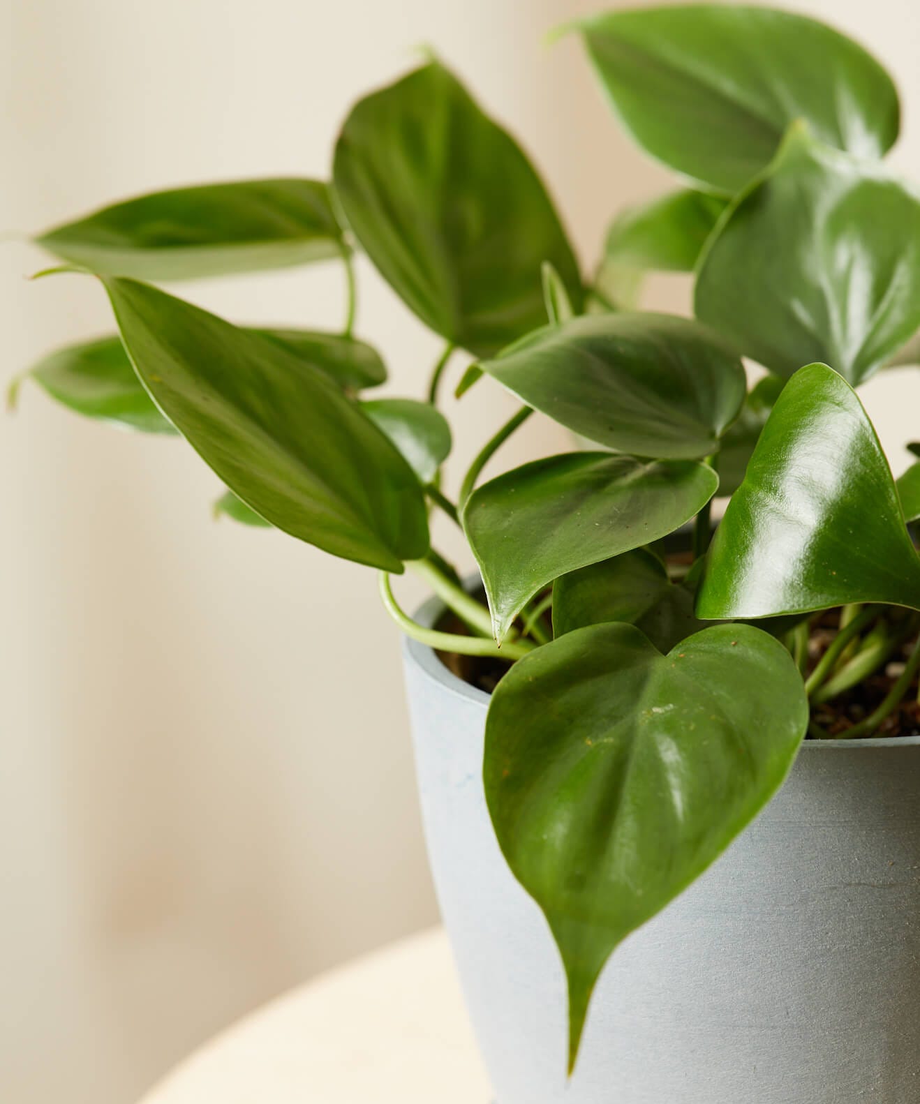 5 Easy Indoor Plants You Can't Kill - The Home Depot