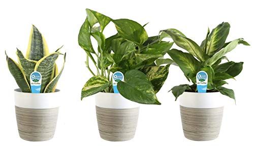 Costa Farms Clean Air 3-Pack O2 For You Live House Plant Collection, White Decor Planter, Green, Yellow