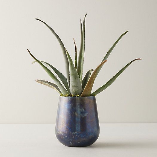 Aloe, Blue Pot