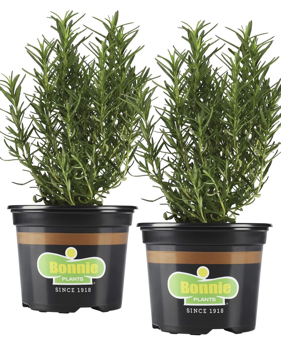 Bonnie Plants Rosemary Two-Pack 