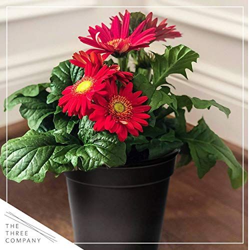 Red Gerber Daisy, 3-pack