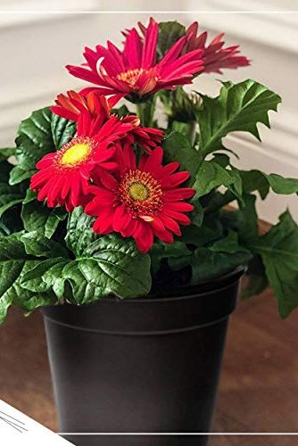 Red Gerber Daisy, 3-pack