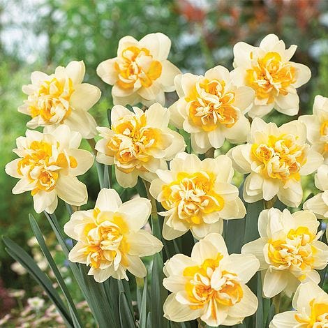 Narcissus 'Peach Cobbler' Daffodil