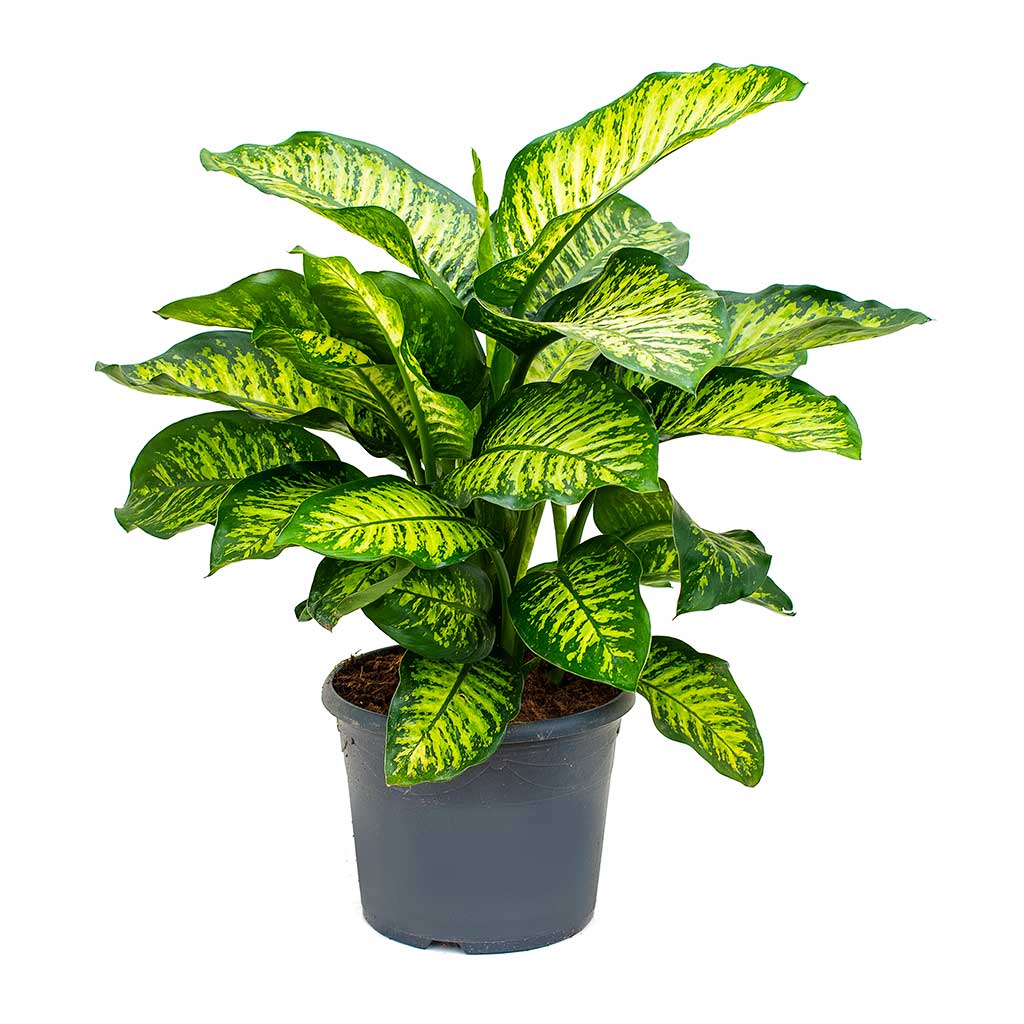 Where To Buy Plants Online Garden Plant Indoor Plant Delivery