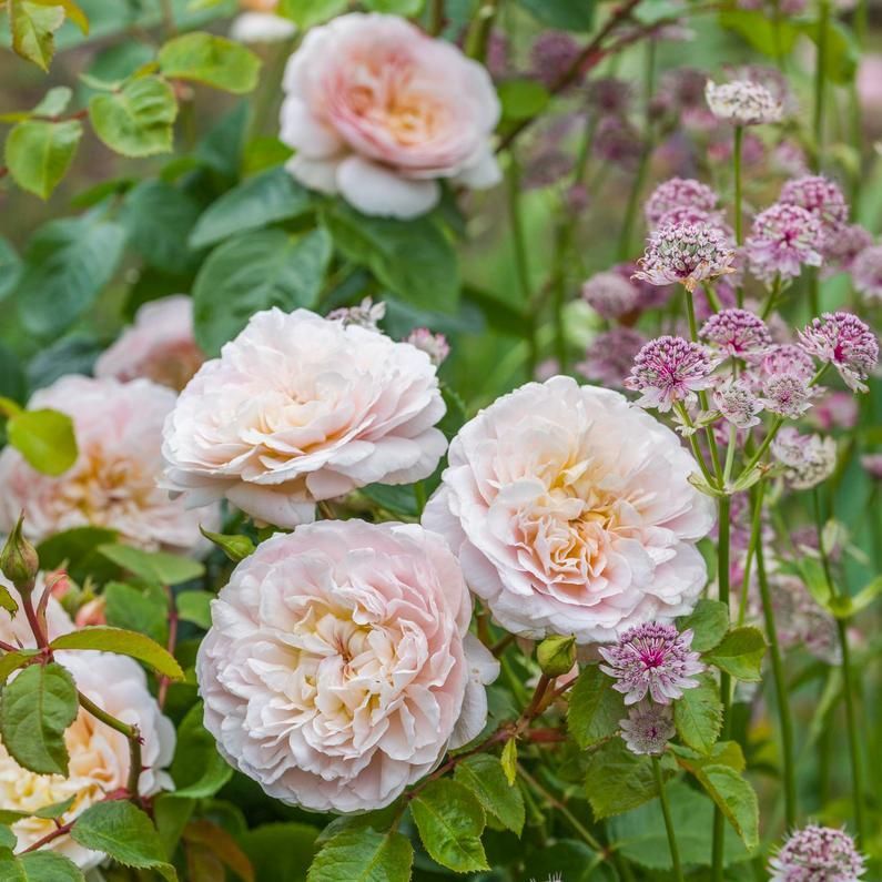 Emily Bronte Roses