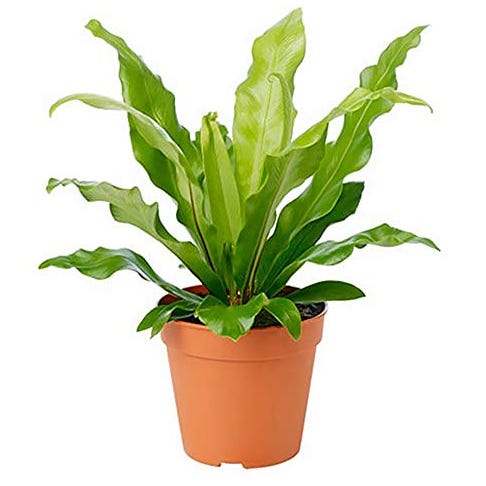 Birds Nest Fern