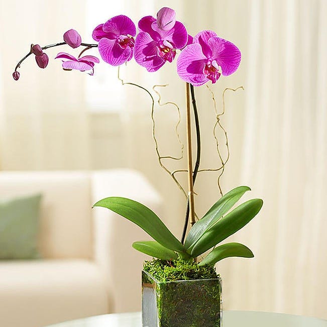 Elegant Orchid