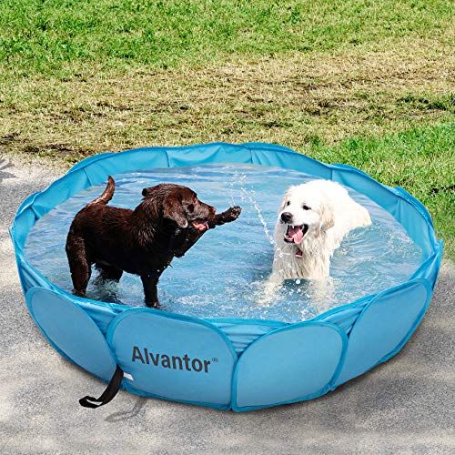 Pet Swimming Pool Dog 