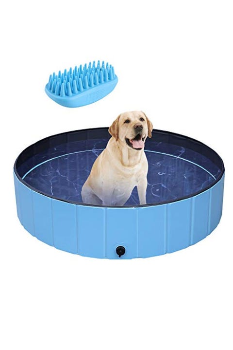 8 Best Dog Pools - Top Kiddie Pools for Pups 2021
