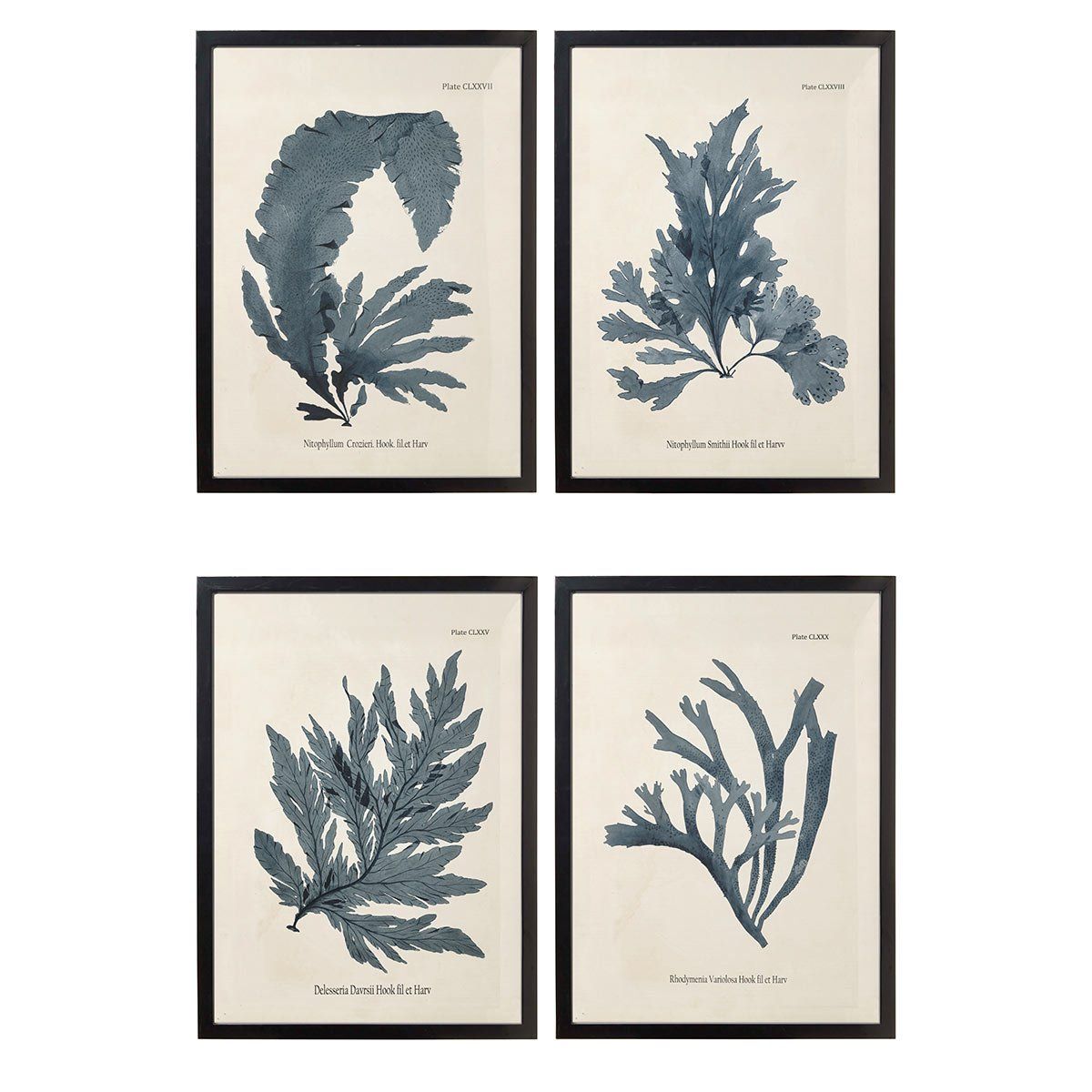 Set of Four Seaweed Framed Prints - Blue