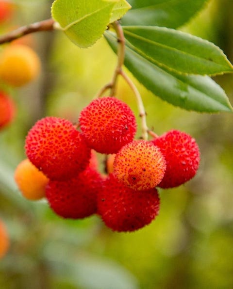 Arbutus unedo
