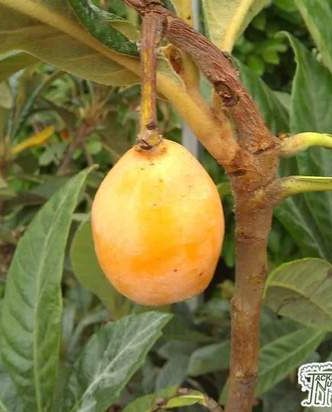 Loquat Eriobotrya japonica