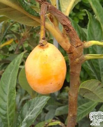Loquat Eriobotrya japonica