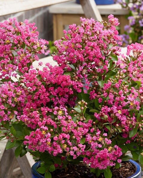 Lagerstroemia Indica