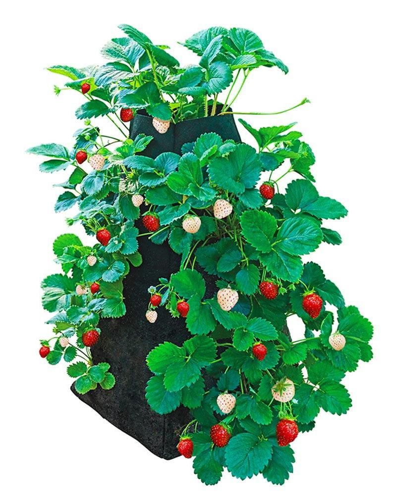 Strawberry Growing Tower