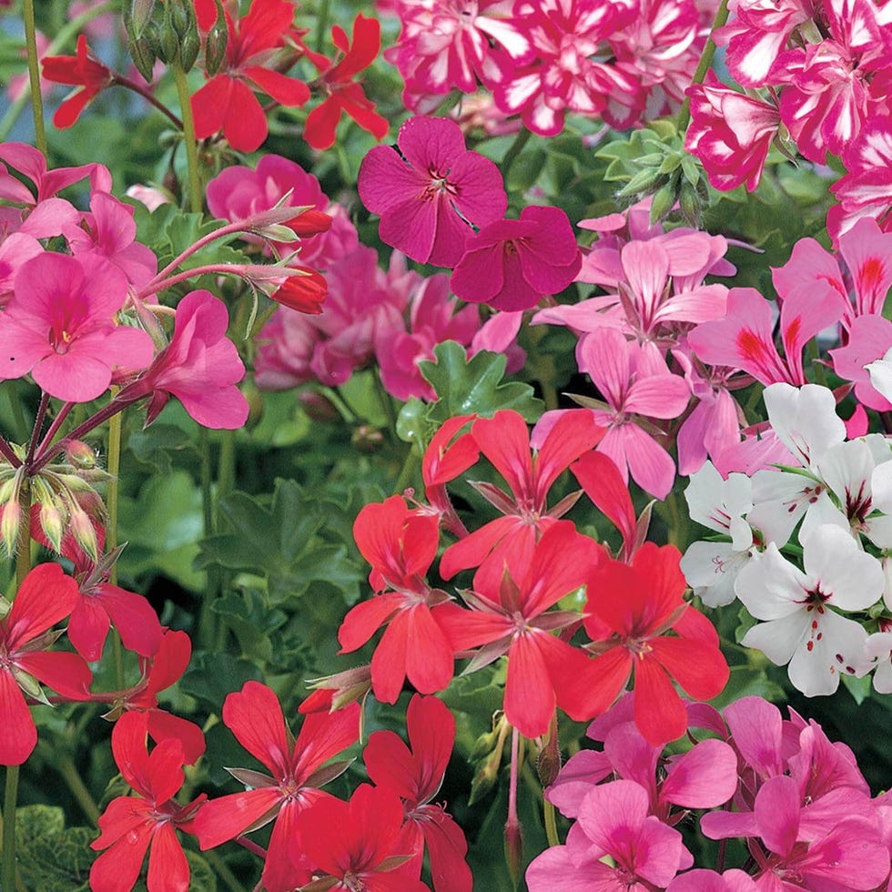 Mixed Trailing Geranium