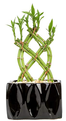 Lucky Bamboo Plant Care Tips - Lucky Bamboo House Plant