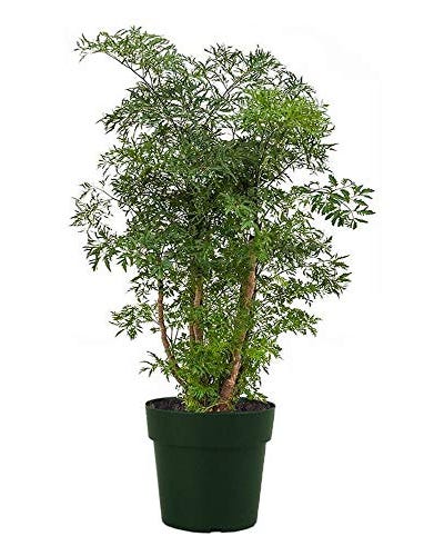 Dwarf Ming Aralia Tree