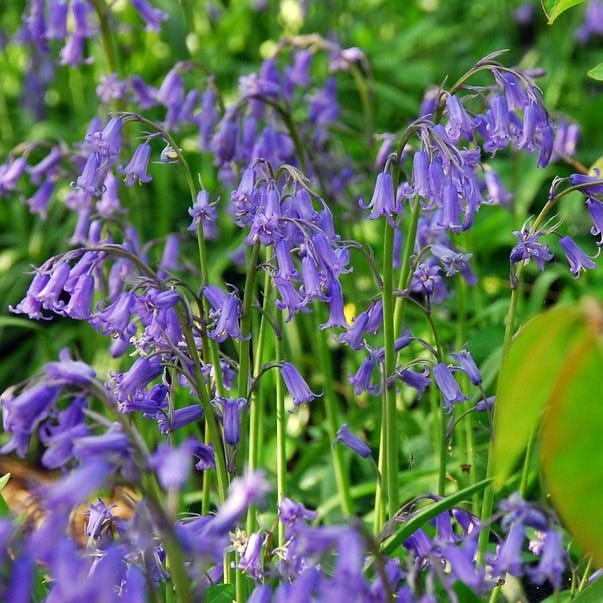 Hyacinthoides ikke-scripta engelske blåklokker