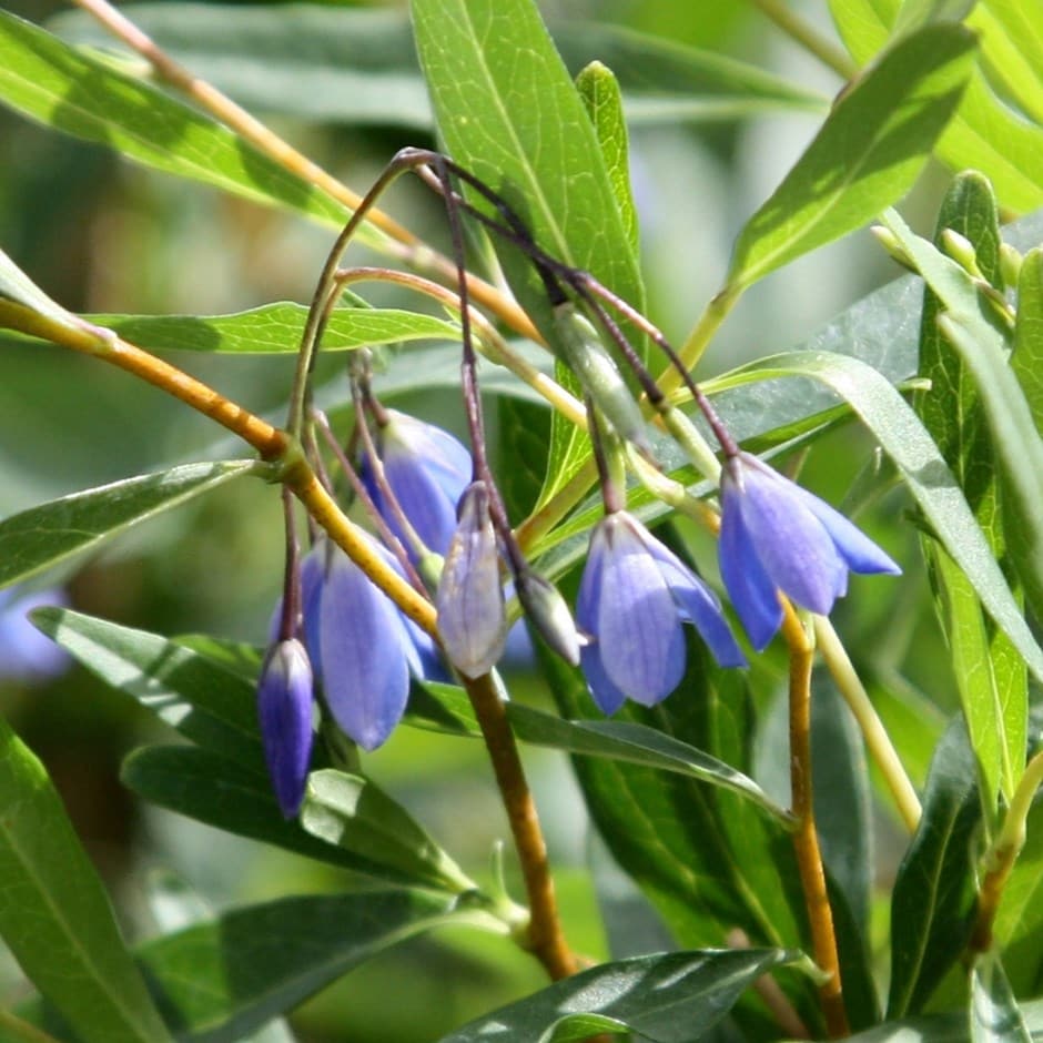 Sollya heterophylla-Bluebell liána