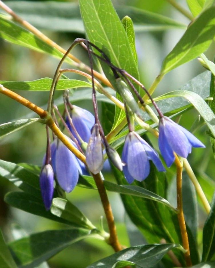 Sollya heterophylla - Bluebell creeper