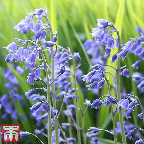  Bulbes bleus anglais dans le vert 