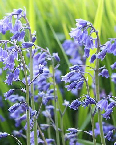 English Bluebell bulbs in the green