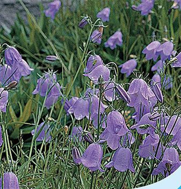 Campanula rotundifolia Scottish bluebell seeds