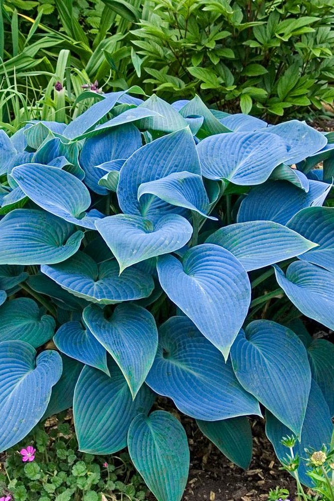 'Halcyon Blue' Hosta