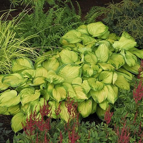 Hosta Plant Care Tips How To Keep Deer Away From Hostas