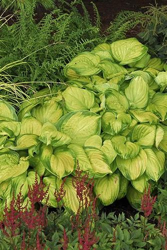 'Stained Glass' Hosta
