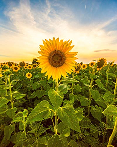 How to Grow Sunflowers - Sunflower Growing Tips