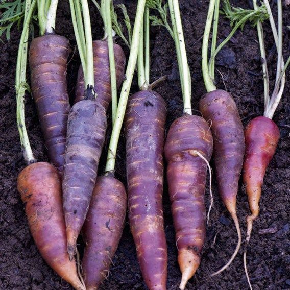 Carrot Seeds - F1 Purple Haze