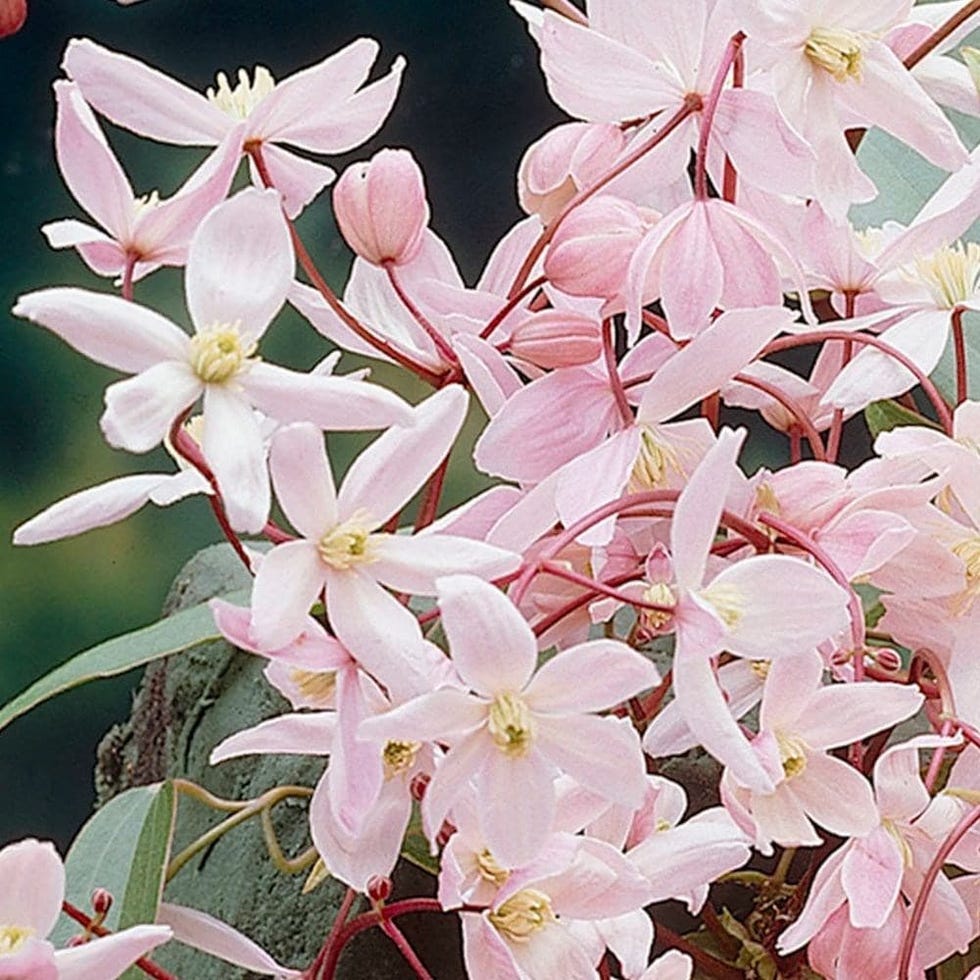 Clematis armandii Apple Blossom