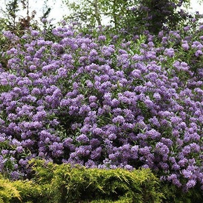 Potato vine Solanum crispum