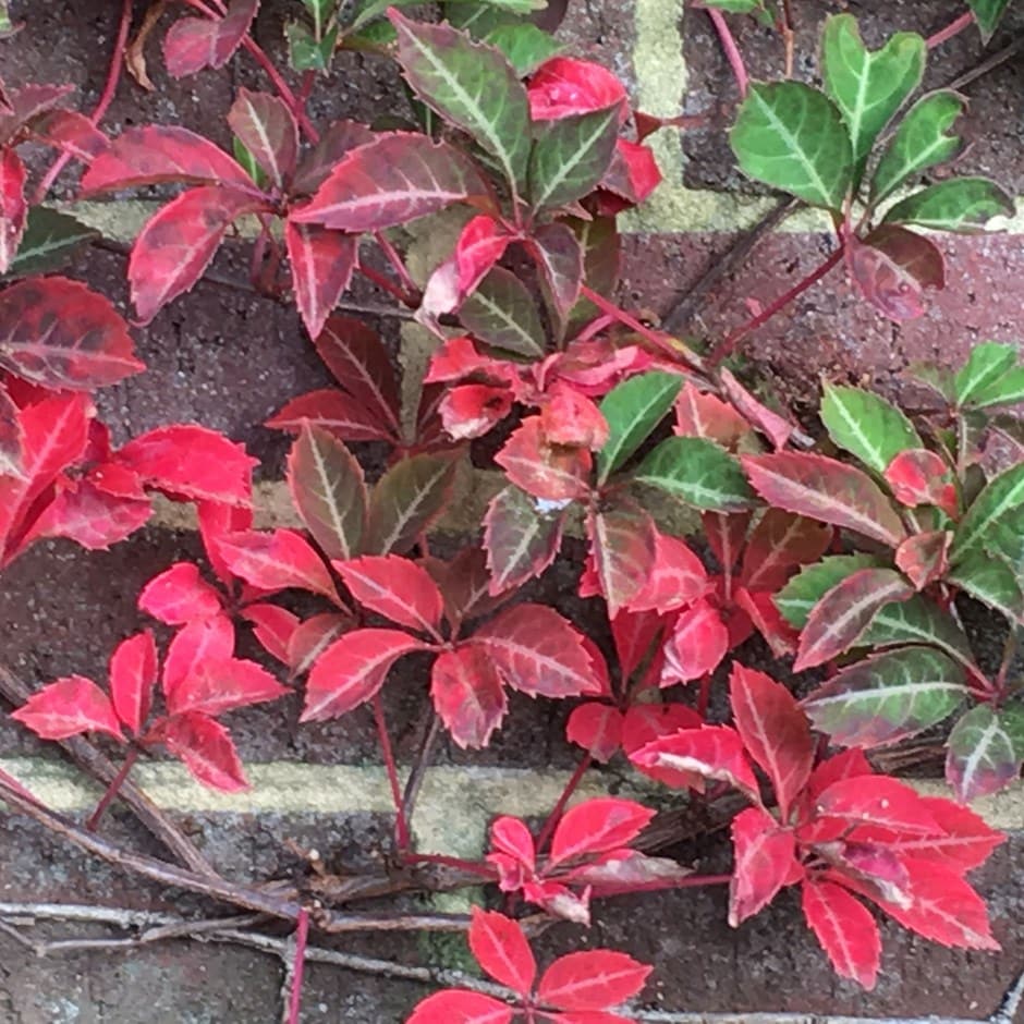 Chinese virginia creeper Parthenocissus henryana