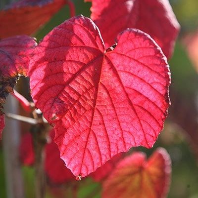 Crimson glory vine Vitis coignetiae