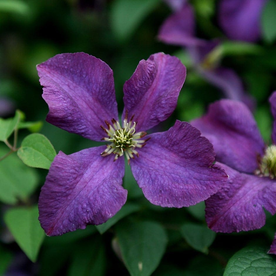 Clematis Etoile Violette