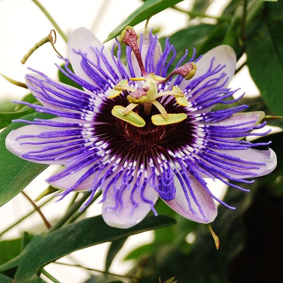 Passion flower Passiflora