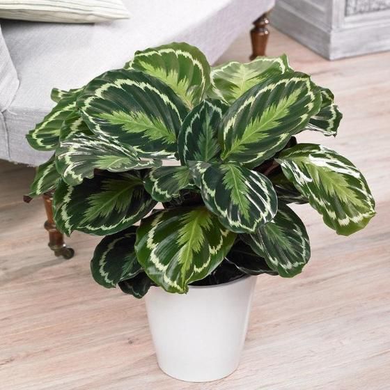 How to Care for Calathea