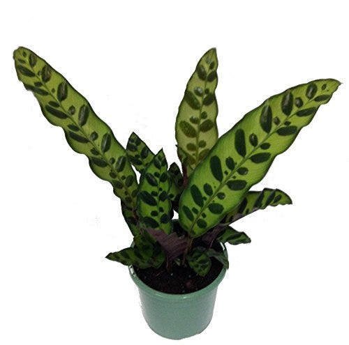 Calathea Rattlesnake Lancifolia