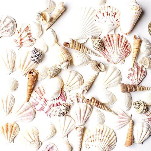Mixed Beach Seashells