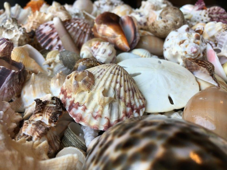 1/2 Pound Mixed Seashells
